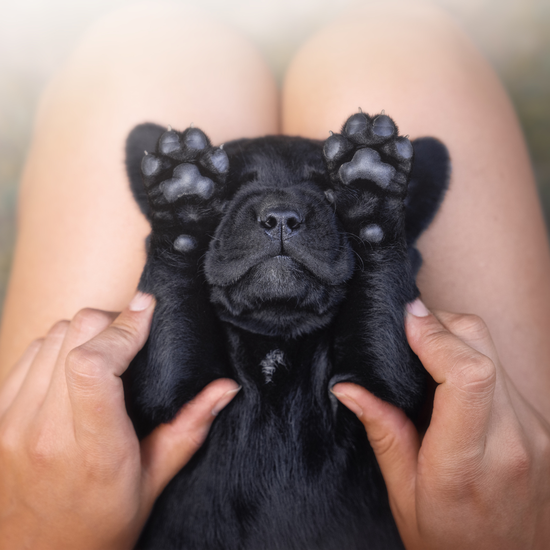 NOSE + TOES SMOOTHING PAW BALM Moss + Pearl Soap Company